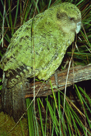 Kakapo, Department of Conservation