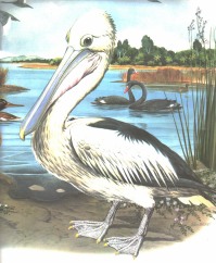 New Zealand pelican