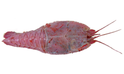 Deepsea lobster