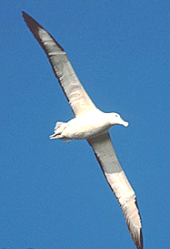Royal albatross