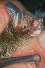 Lesser short-tailed bat, Crown Copyright DoC