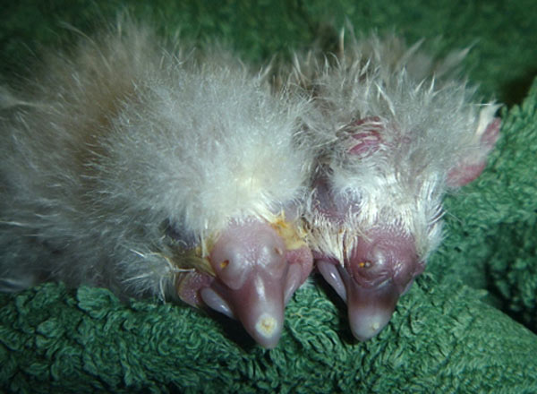 Kakapo chicks