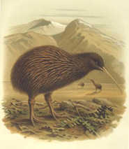 North Island brown kiwi