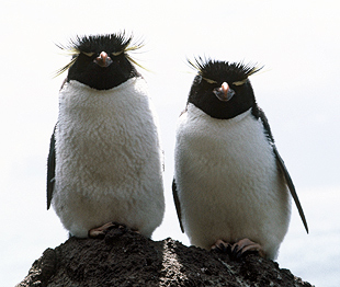 Eastern rockhopper penguin