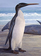 Kairuku penguin
