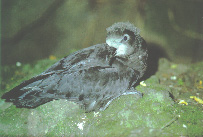 Grey-faced petrel